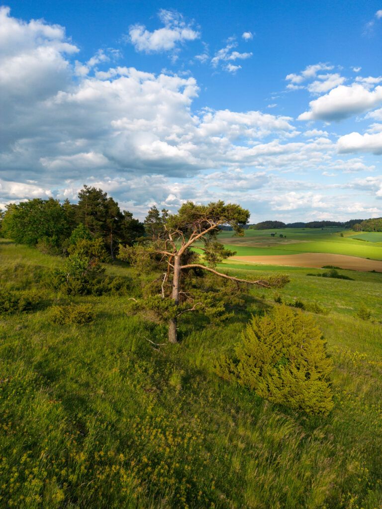 Luftbild Baum