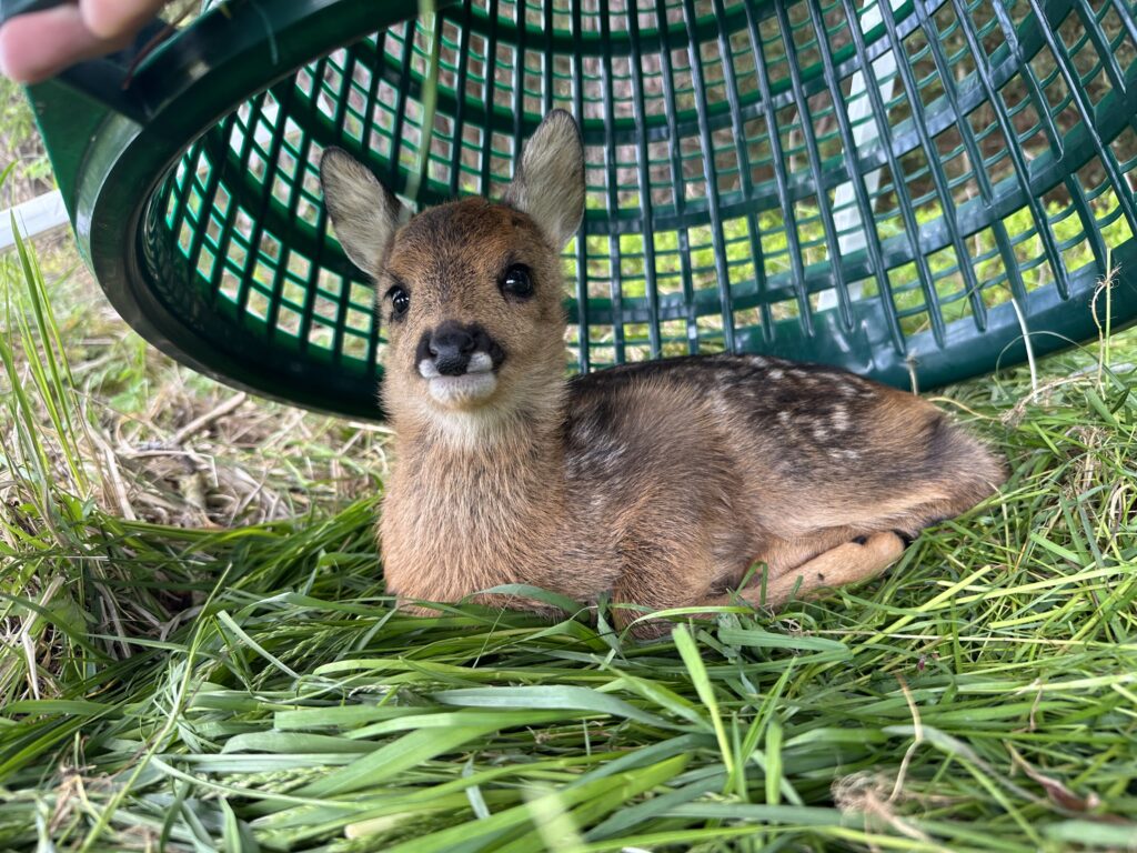 Kitzrettung Airshot Bavaria
